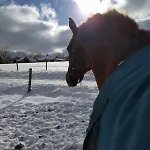 Letní Domek, Koně, Lezecká Stěna, Fitness, Nově I Možnost Spaní Nad Hlavami Koní!!! Apartmán Cizkov