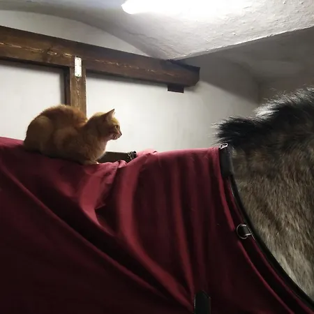 Letní Domek, Koně, Lezecká Stěna, Fitness, Nově I Možnost Spaní Nad Hlavami Koní!!! * Cizkov